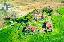 Rustico 600 mq, soggiorno, 5 camere